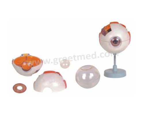  Ningbo Greetmed Medical Instruments Co.,Ltd.