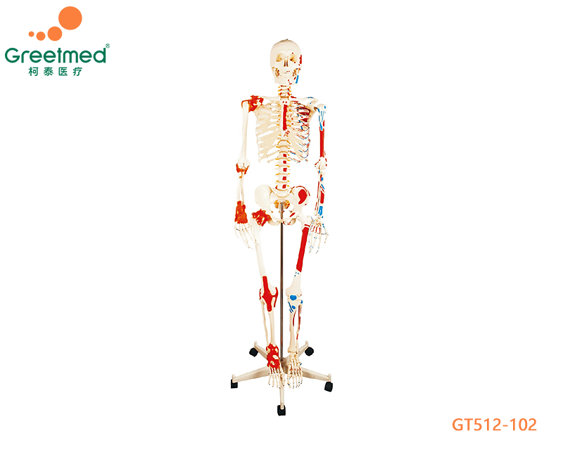 Human skeleton model greetmed